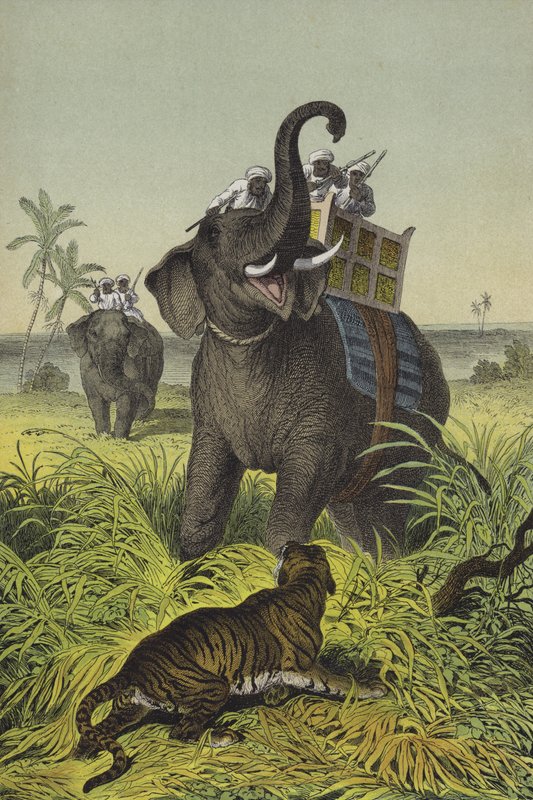 Animales y plantas de la India de European School