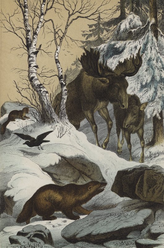 Animales y plantas de Laponia de European School