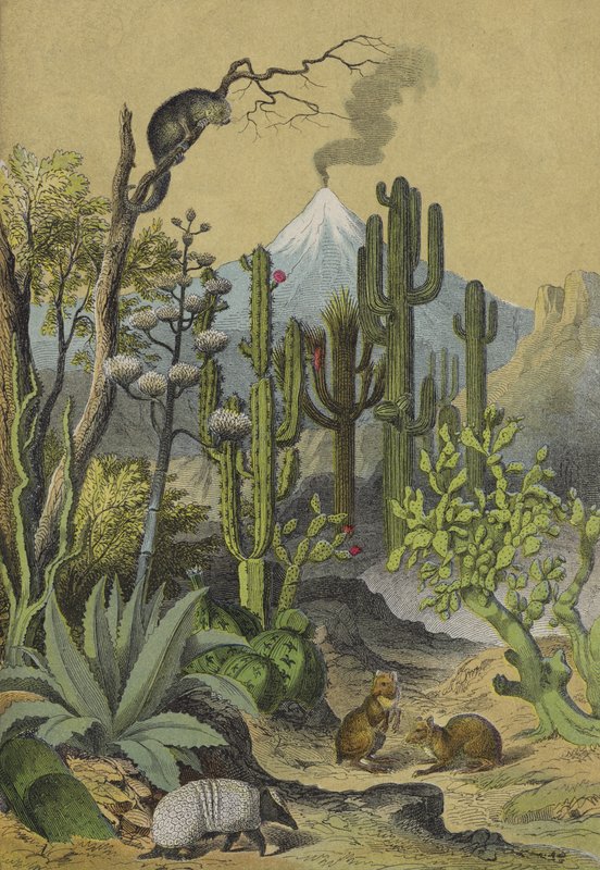 Animales y plantas de México de European School