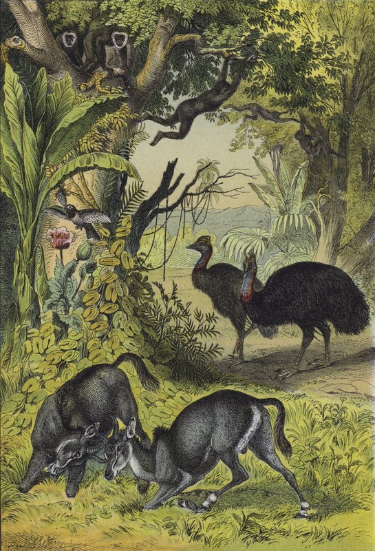 Animales y plantas del sur de Asia de European School