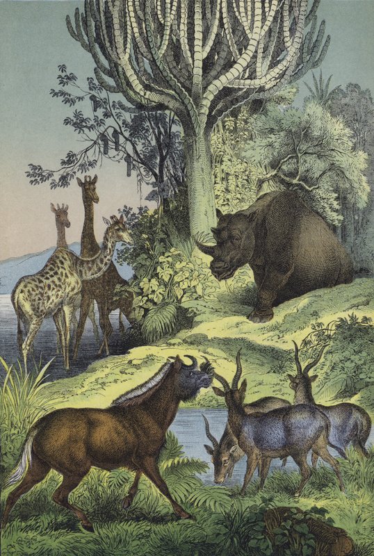 Animales y plantas de la región montañosa de Abisinia de European School