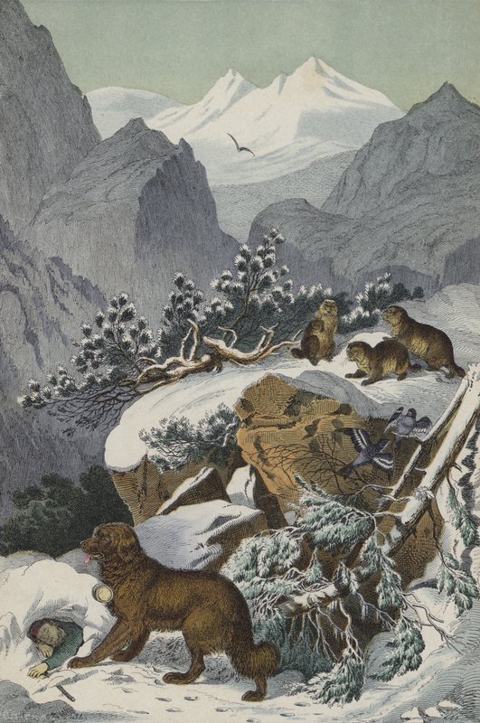 Animales y plantas de los Alpes de European School