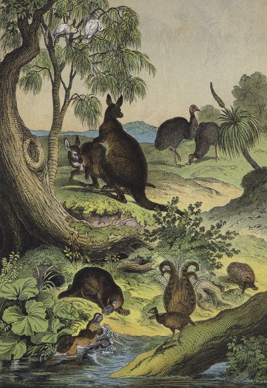 Animales y plantas del interior de Australia de European School