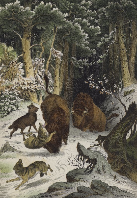 Animales y plantas del Bosque de Bialowicz, Lituania de European School