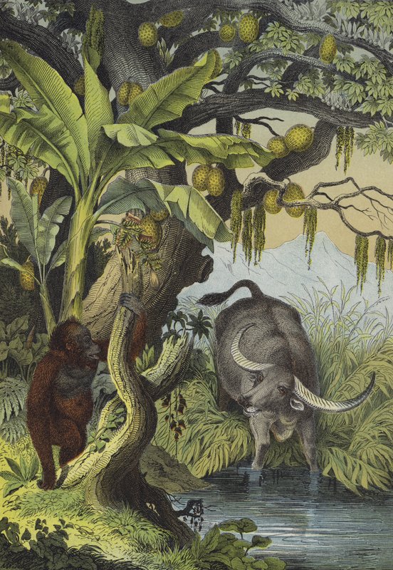 Animales y plantas de las islas del sur de Asia de European School