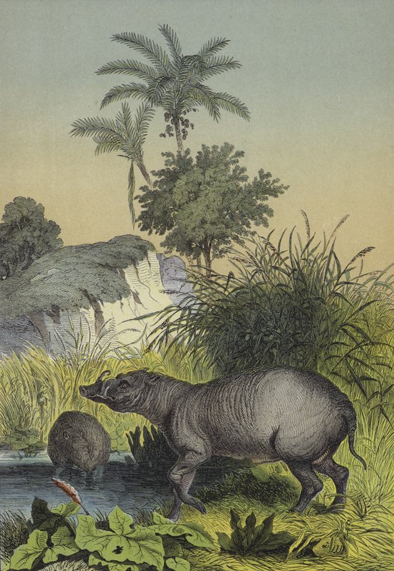 Animales y plantas de las islas del sur de Asia de European School
