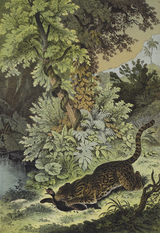 Animales de Guayana (litografía en color) de European School
