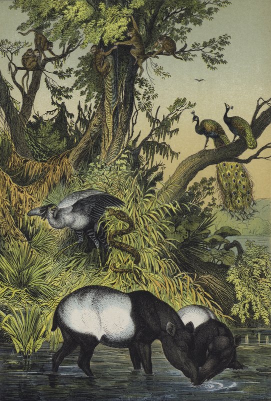 Animales de Malaca y Sumatra (litografía en color) de European School