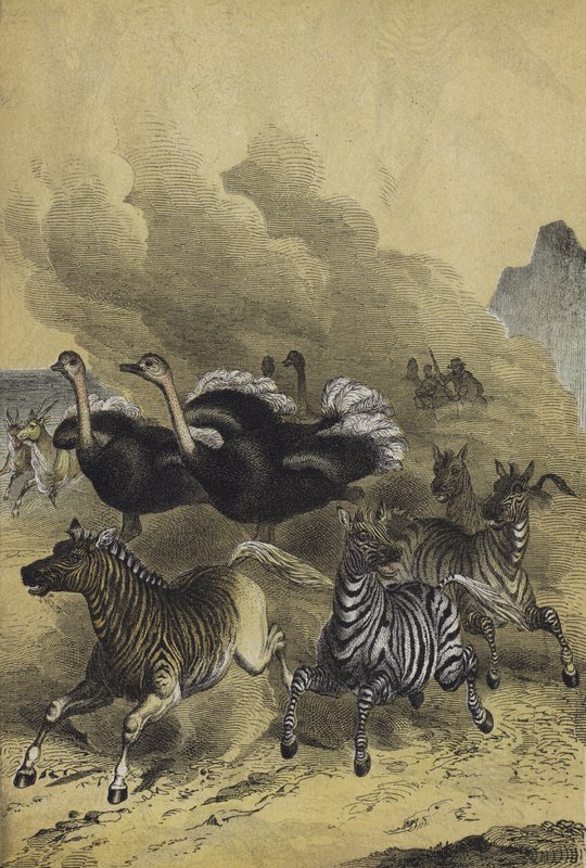 Animales del sur de África de European School