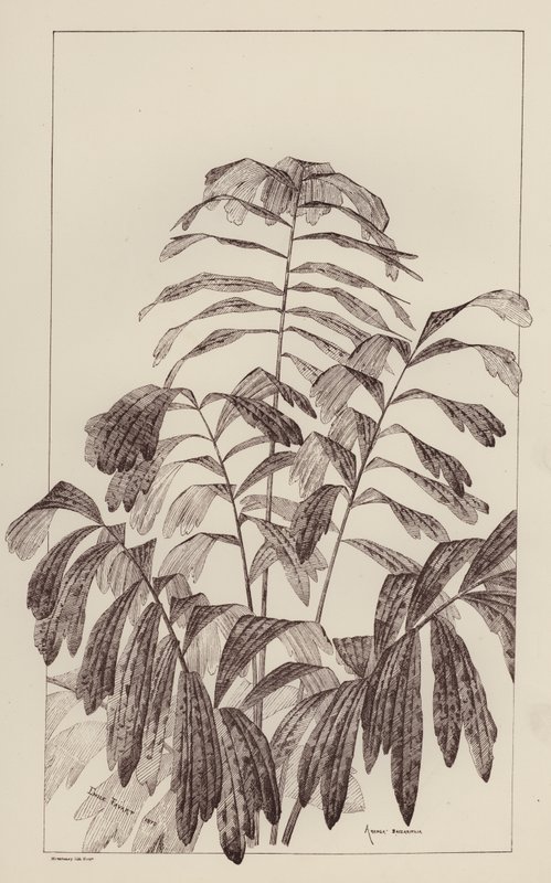 Arenga Saccaritlia (litho) de European School