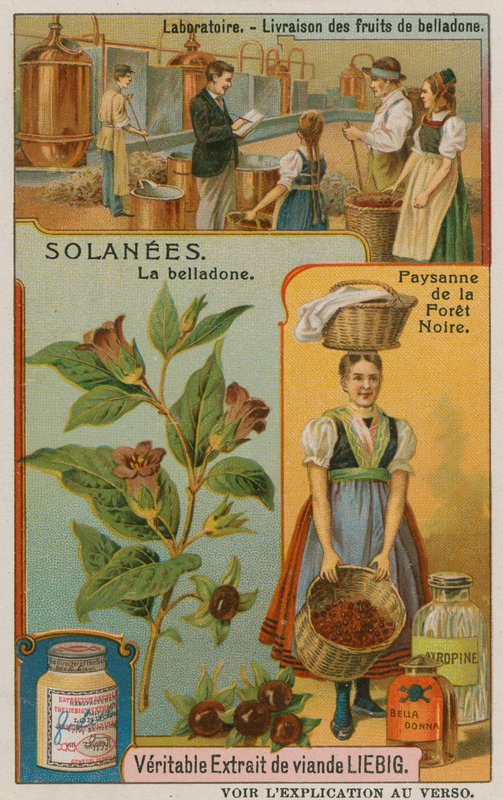 Atropa Belladonna o belladona de European School