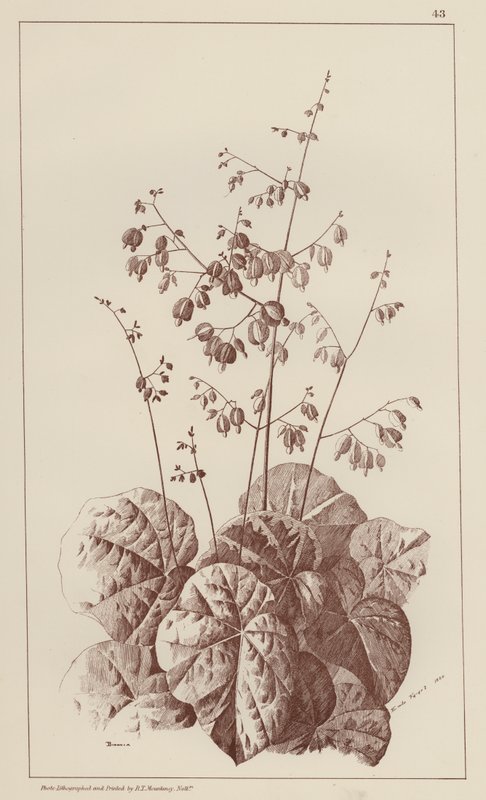 Bigonia (litografía) de European School