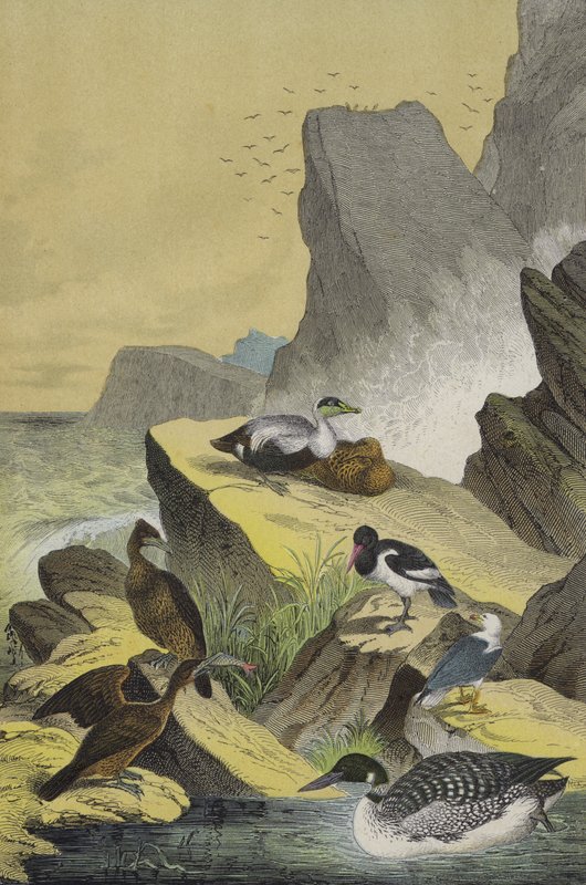 Aves de las costas del norte de Europa de European School