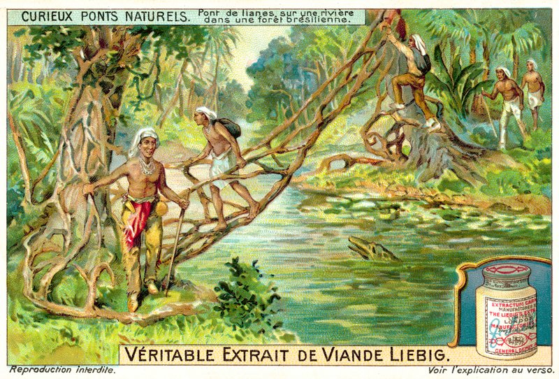 Puente formado por lianas sobre un río en la selva brasileña de European School