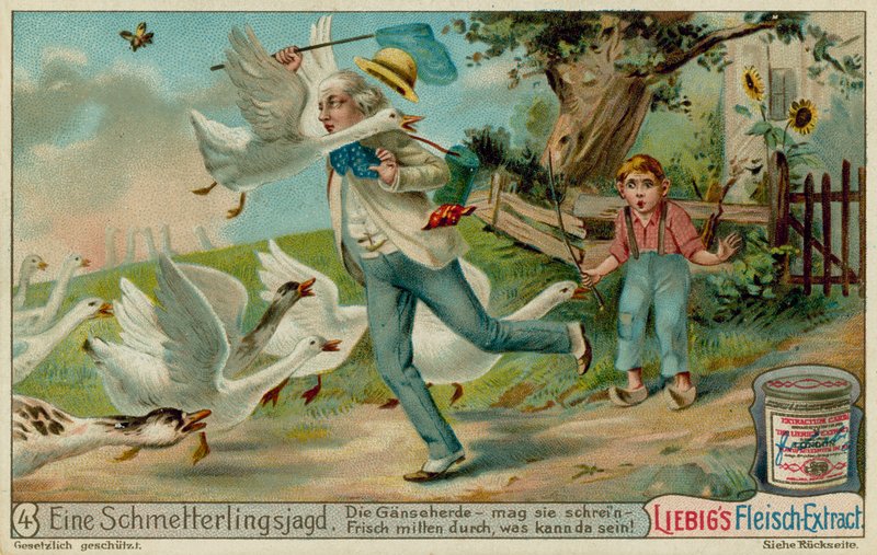 Caza de mariposas y gansos de European School