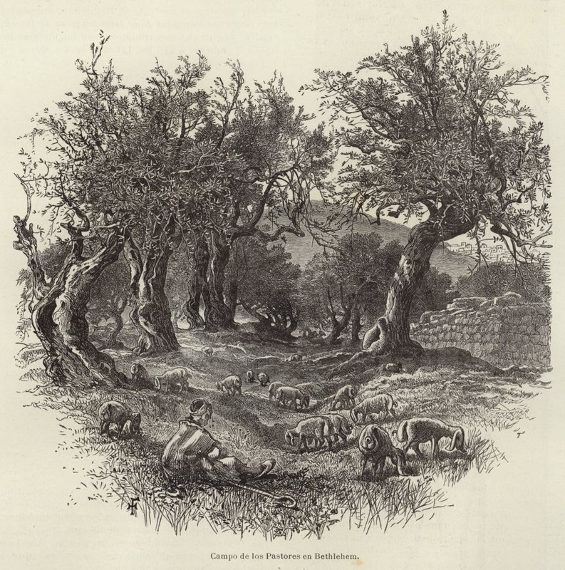 Campo de los Pastores en Belén de European School