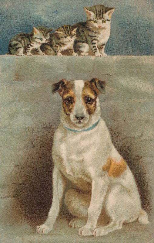 Gatos observando a un perro (litografía en color) de European School