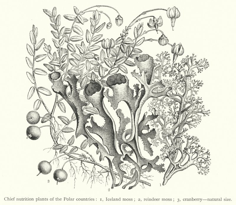 Plantas nutricionales principales de los países polares de European School