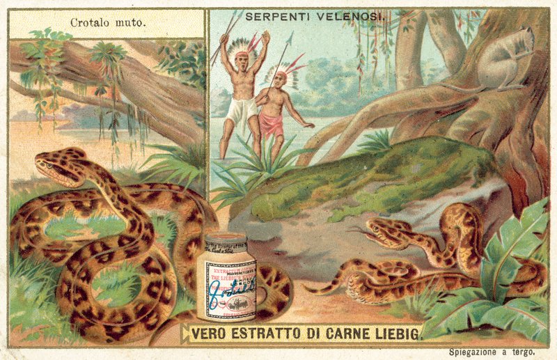 Cabeza de cobre de European School