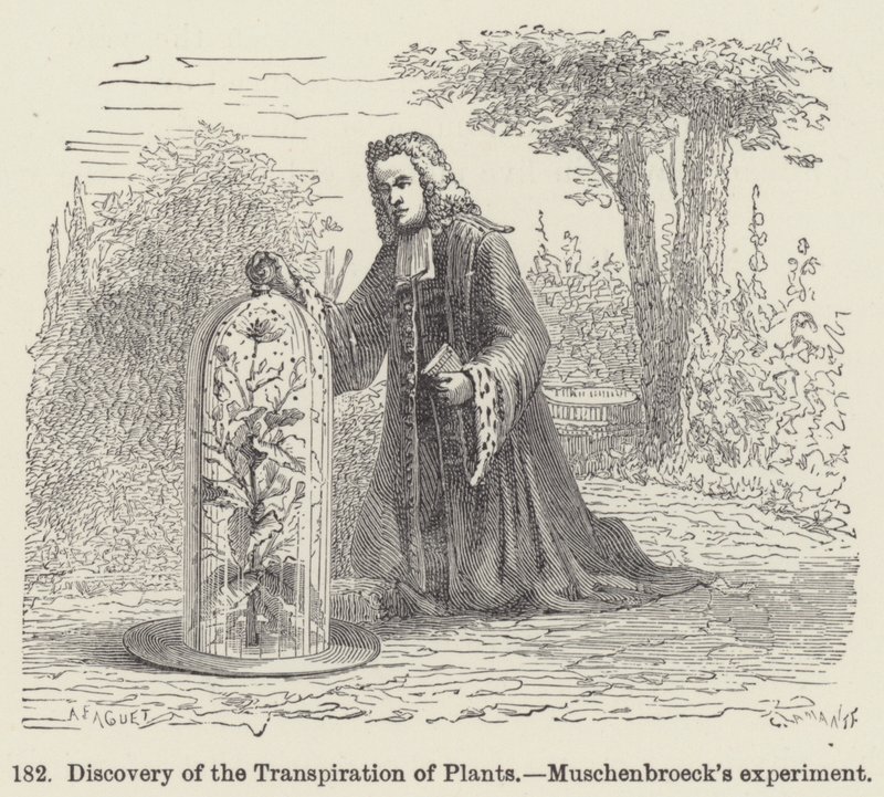 Descubrimiento de la transpiración de las plantas, experimento de Muschenbroeck de European School