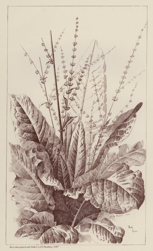 Dock, Rumex (litho) de European School