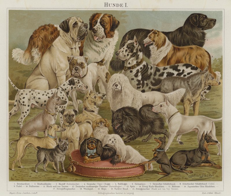 Perros (litografía en color) de European School