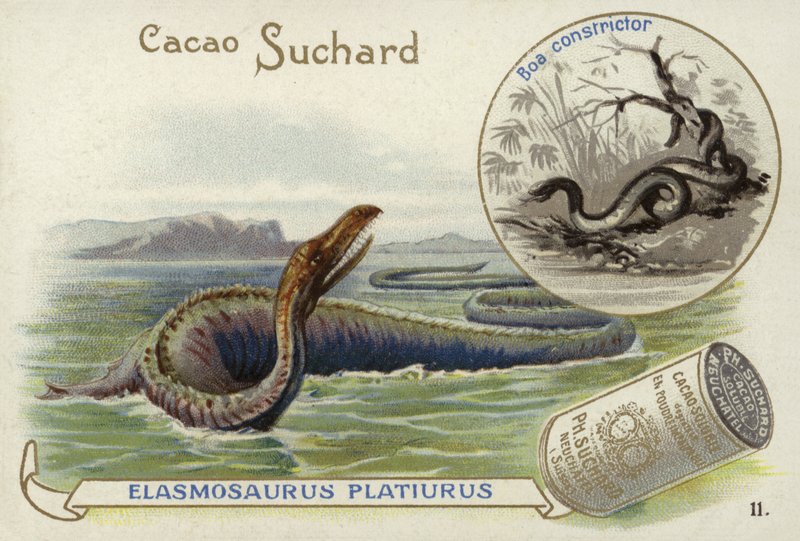 Elasmosaurio y boa constrictor de European School