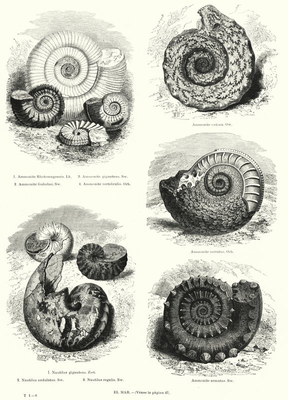Fósiles de ammonites y nautilus (litografía) de European School