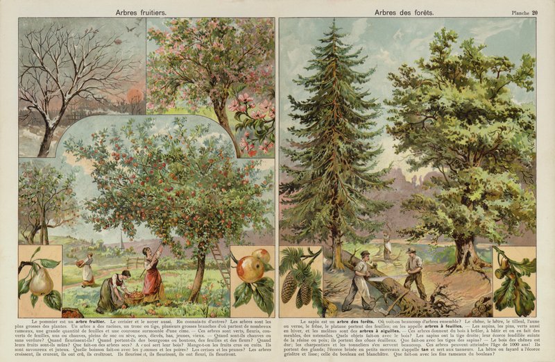 Árboles frutales y árboles del bosque de European School
