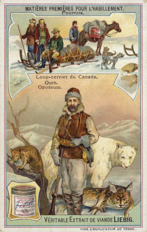 Piel: lince canadiense; oso y zarigüeya de European School