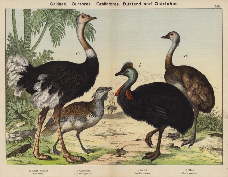 Gallinae, Cursores, Grallatores, Avutarda y Avestruces (litografía a color) de European School