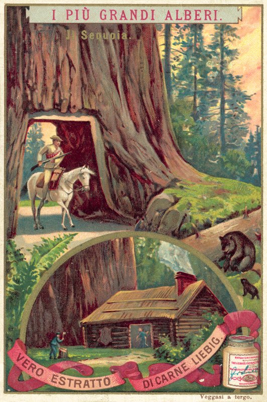 Árbol de secuoya gigante de European School