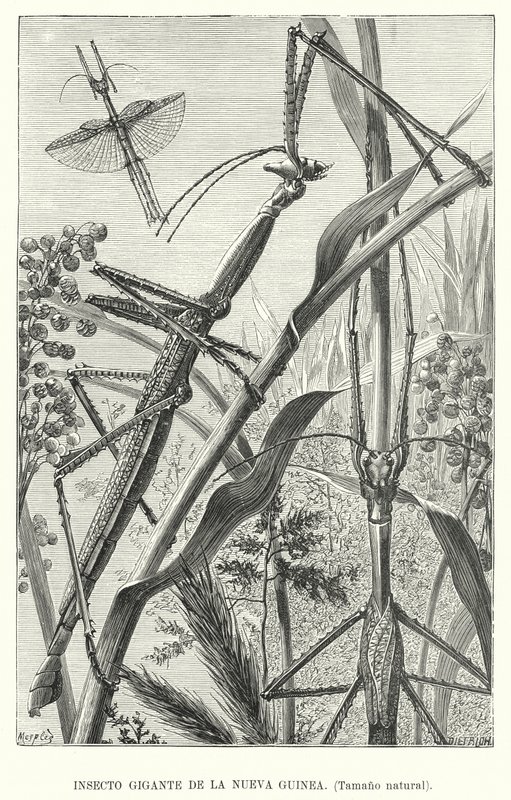 Insecto gigante de Nueva Guinea de European School