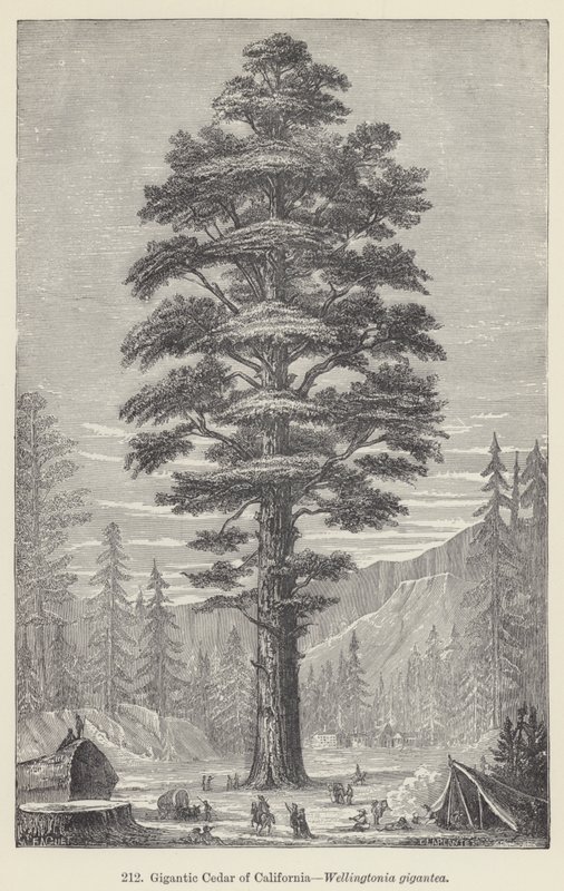 Cedro gigante de California, Wellingtonia gigantea de European School