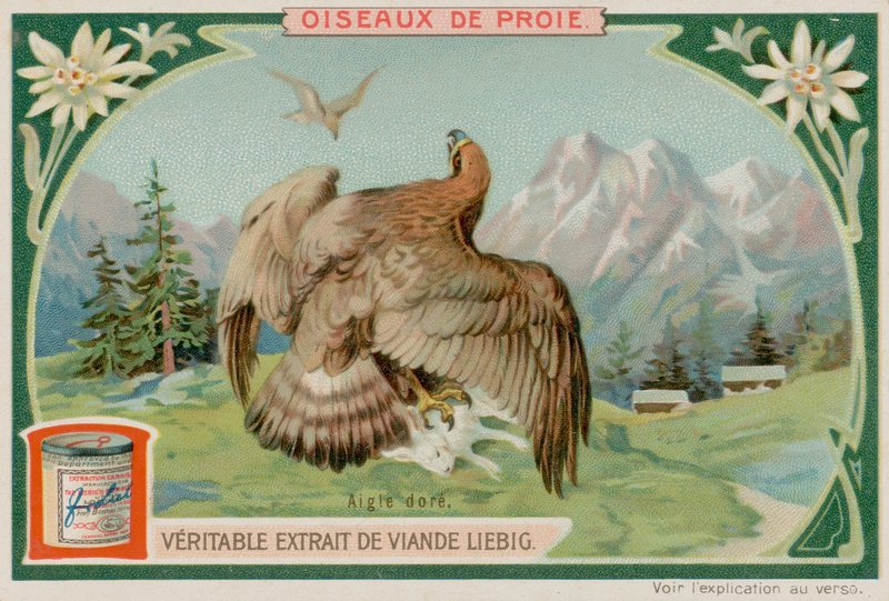 Águila Real de European School