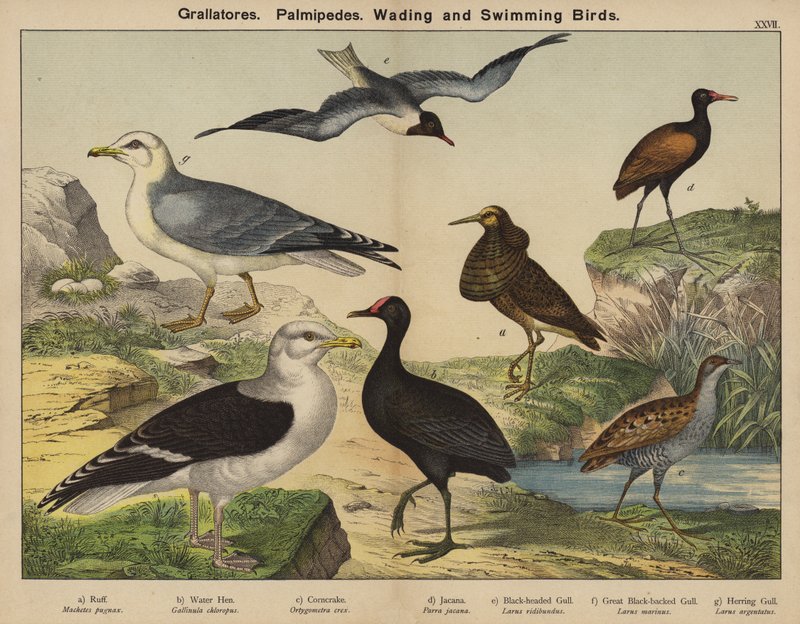 Grallatores, Palmípedos, Aves zancudas y nadadoras (litografía en color) de European School