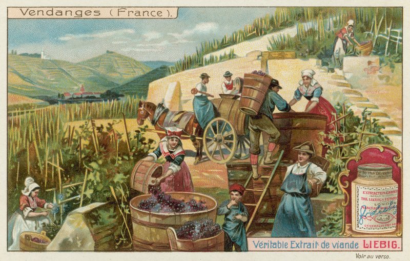 Cosecha de uvas en Francia de European School