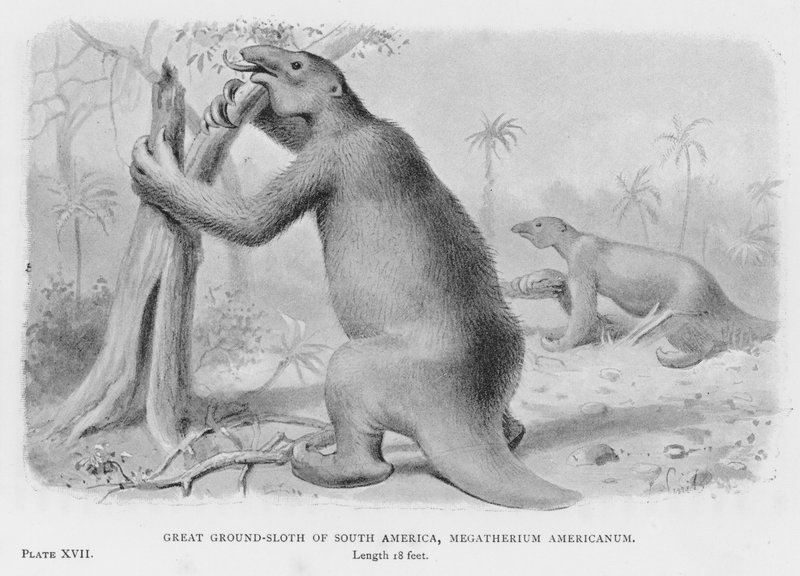 Gran perezoso terrestre de América del Sur, Megatherium Americanum de European School
