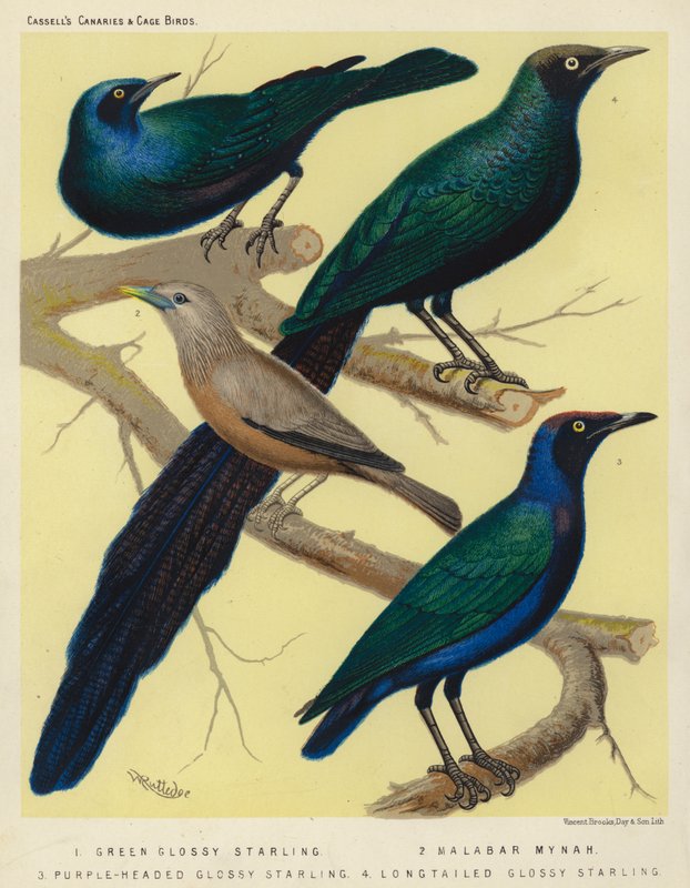Estornino pinto verde, Mynah malabar, Estornino pinto de cabeza morada, Estornino pinto de cola larga (litografía en color) de European School