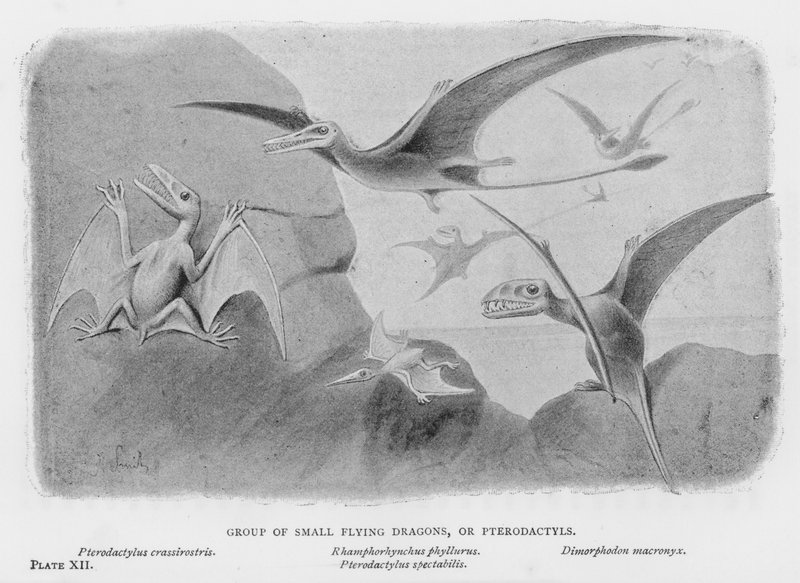 Grupo de pequeños dragones voladores, o Pterodáctilos de European School