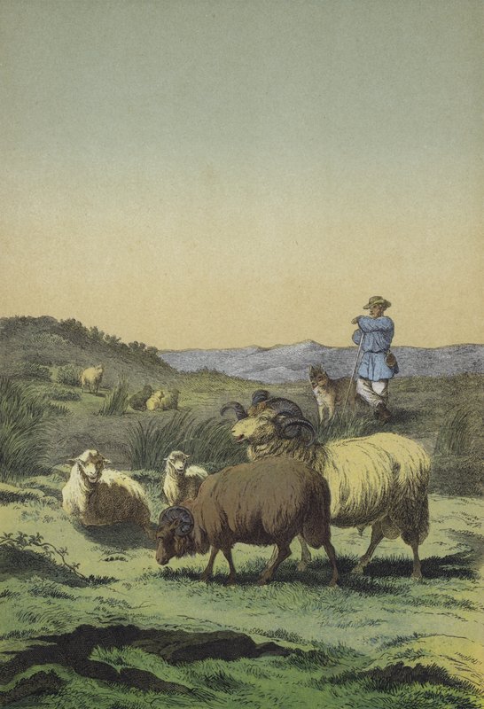 Brezales de Europa Central: pastor y perro pastor con ovejas de páramo y merino de European School