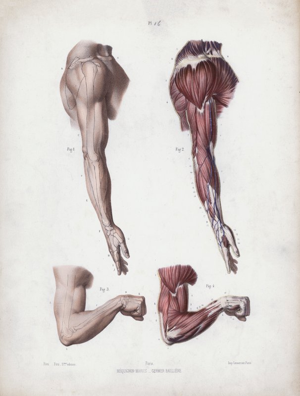 Ilustración para La Anatomía de las Formas Externas del Hombre: Brazo y manos masculinas de European School