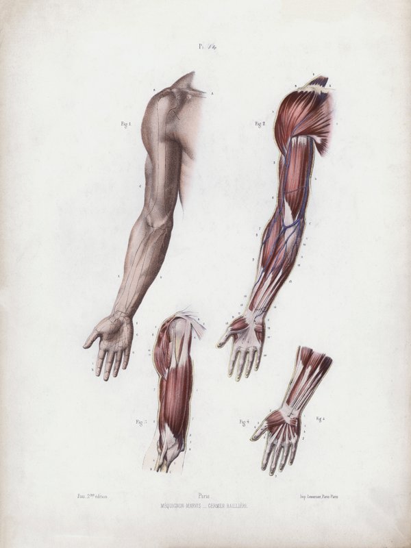 Ilustración para La anatomía de las formas externas del hombre: Brazo y manos masculinas de European School