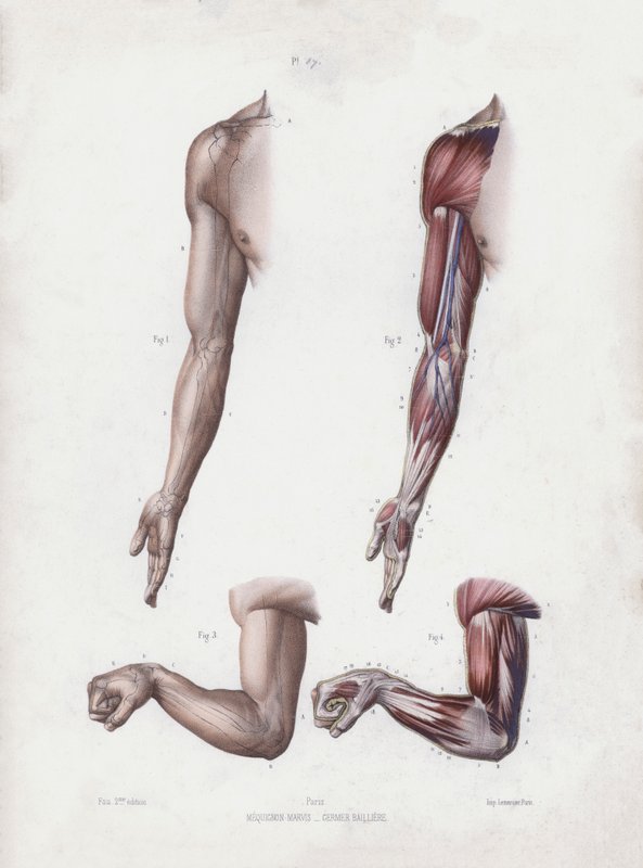 Ilustración para La anatomía de las formas externas del hombre: Brazo y manos masculinas de European School