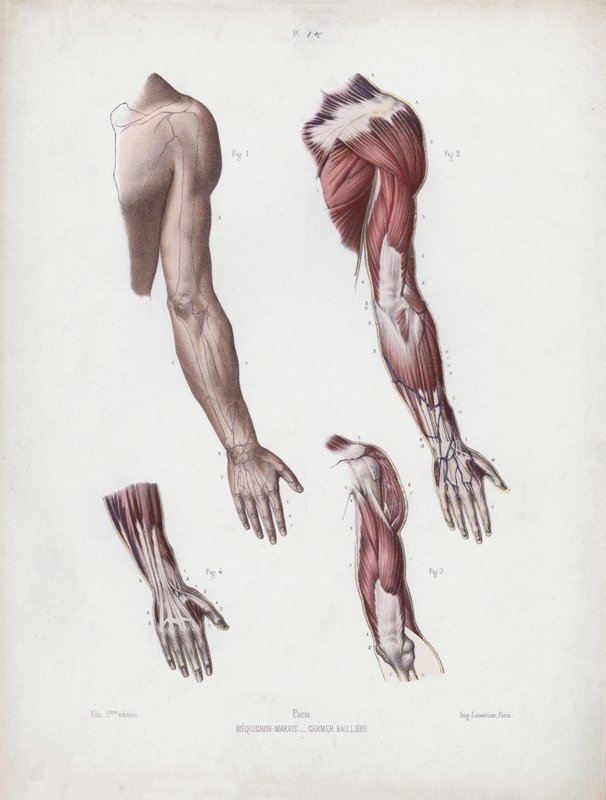 Ilustración para La Anatomía de las Formas Externas del Hombre: Brazo y manos masculinas de European School