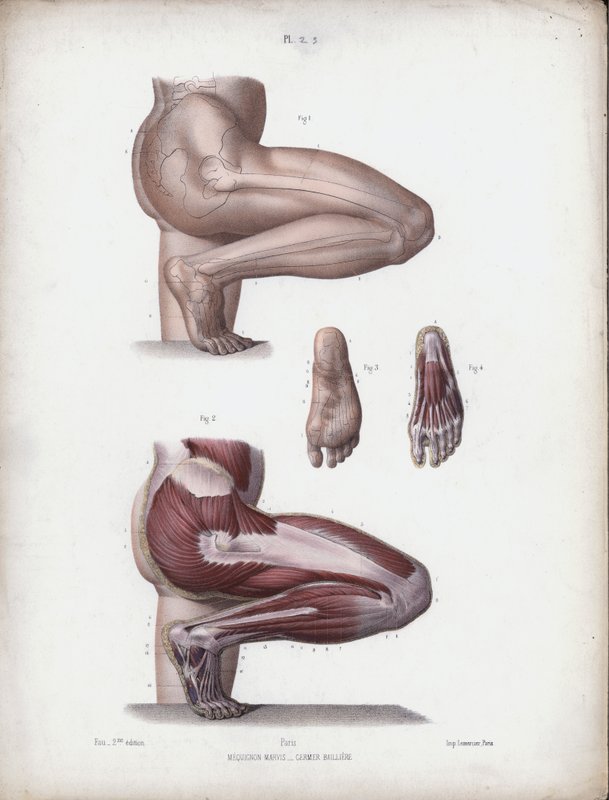 Ilustración para La anatomía de las formas externas del hombre: Pierna y pie masculinos de European School