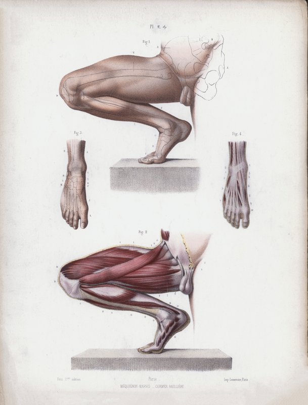 Ilustración para La Anatomía de las Formas Externas del Hombre: Pierna y pie masculinos de European School