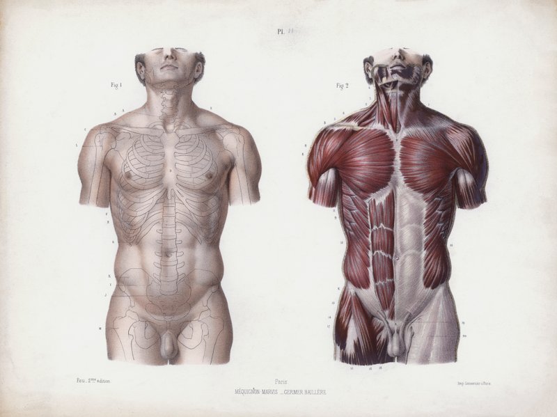 Ilustración de la anatomía de las formas externas del hombre: torso masculino, vista frontal de European School