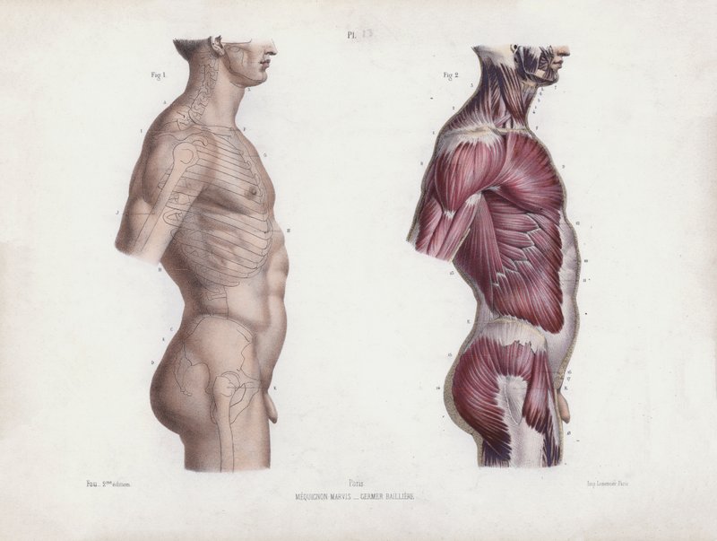 Ilustración para La anatomía de las formas externas del hombre: Torso masculino, vista lateral (litografía en color) de European School