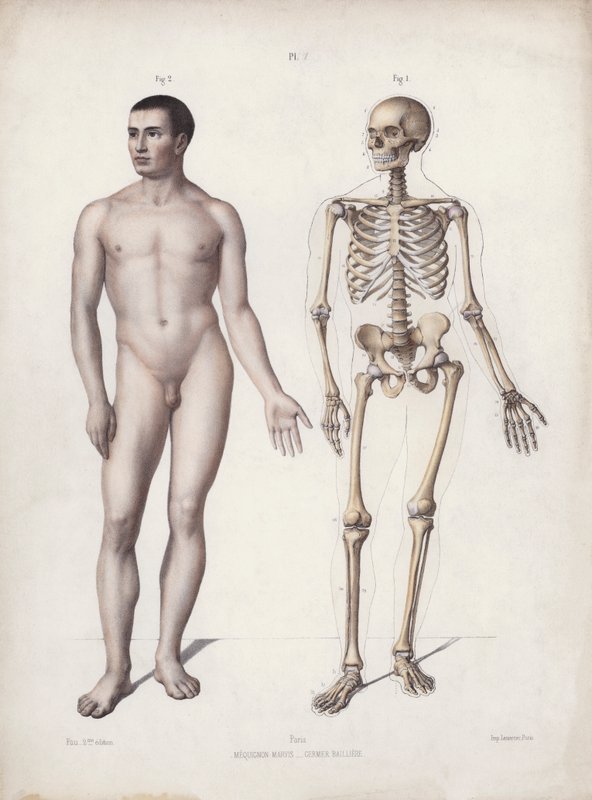 Ilustración de la anatomía de las formas externas del hombre: hombre de pie de European School